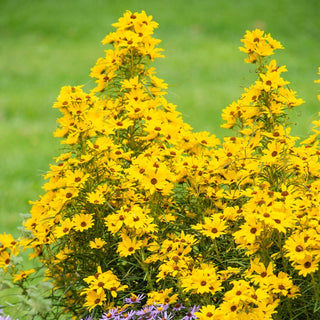 First Light Helianthus