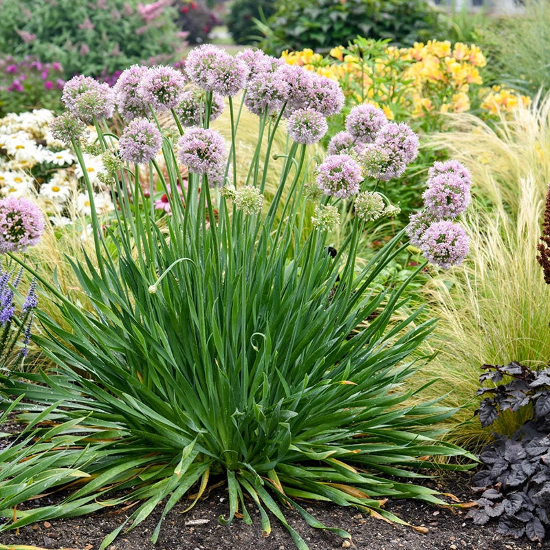 Bubble Bath Allium