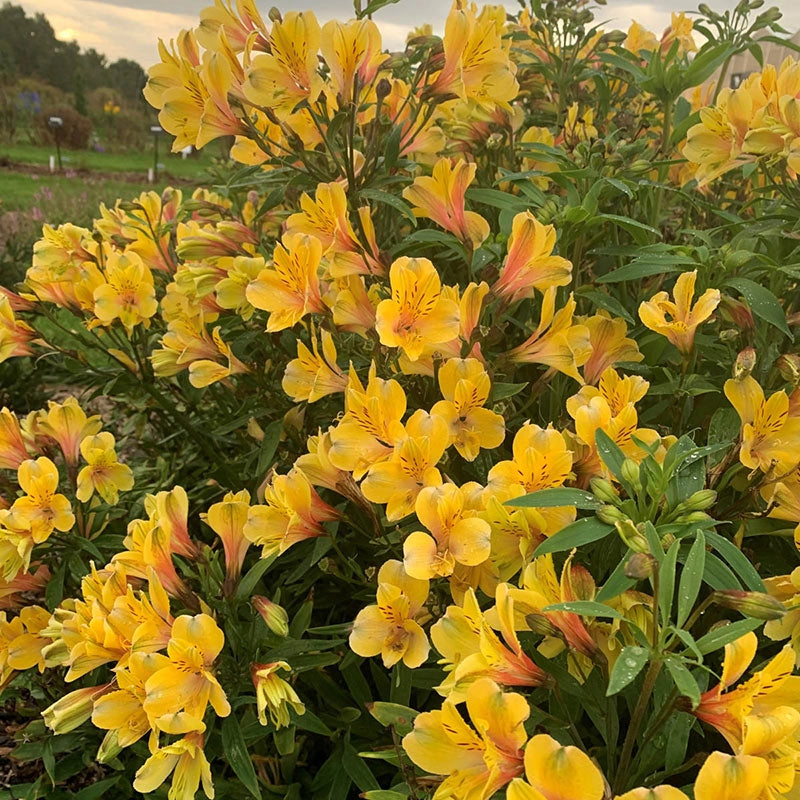 Golden Tiara Alstroemeria