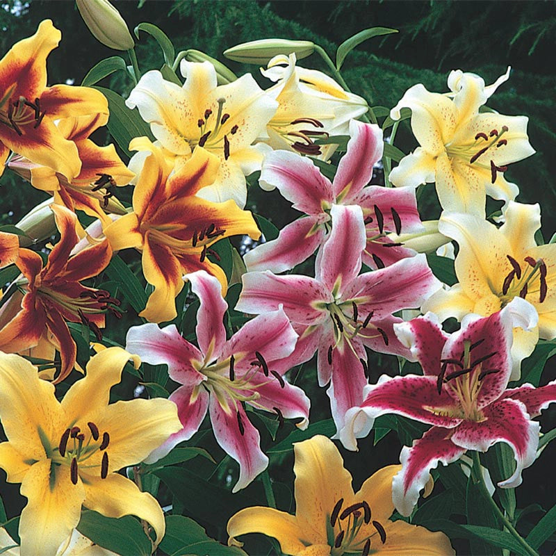 tree flower lily Lily Tree® Mix