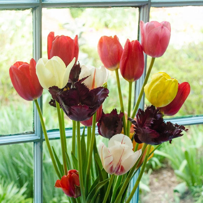 Mixed Long-Stemmed Perennial Tulip Super Bag