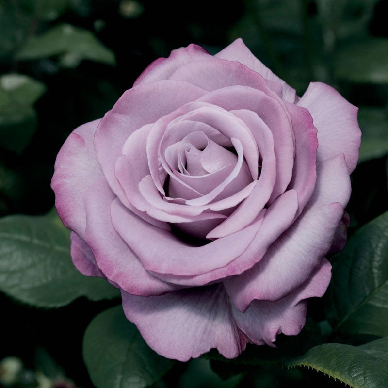 Neptune ™ Hybrid Tea Rose