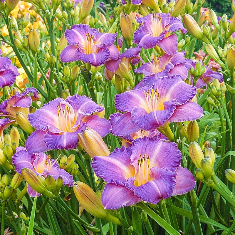 Entrapment Jumbo Daylily