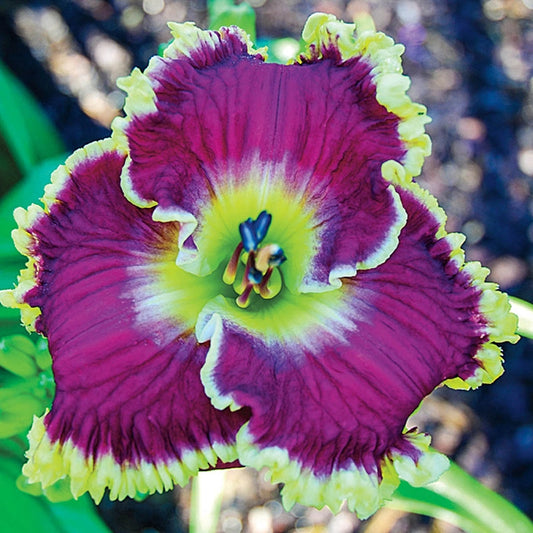 Mulberry Freeze Daylily - Shop Daylilies | Spring Hill