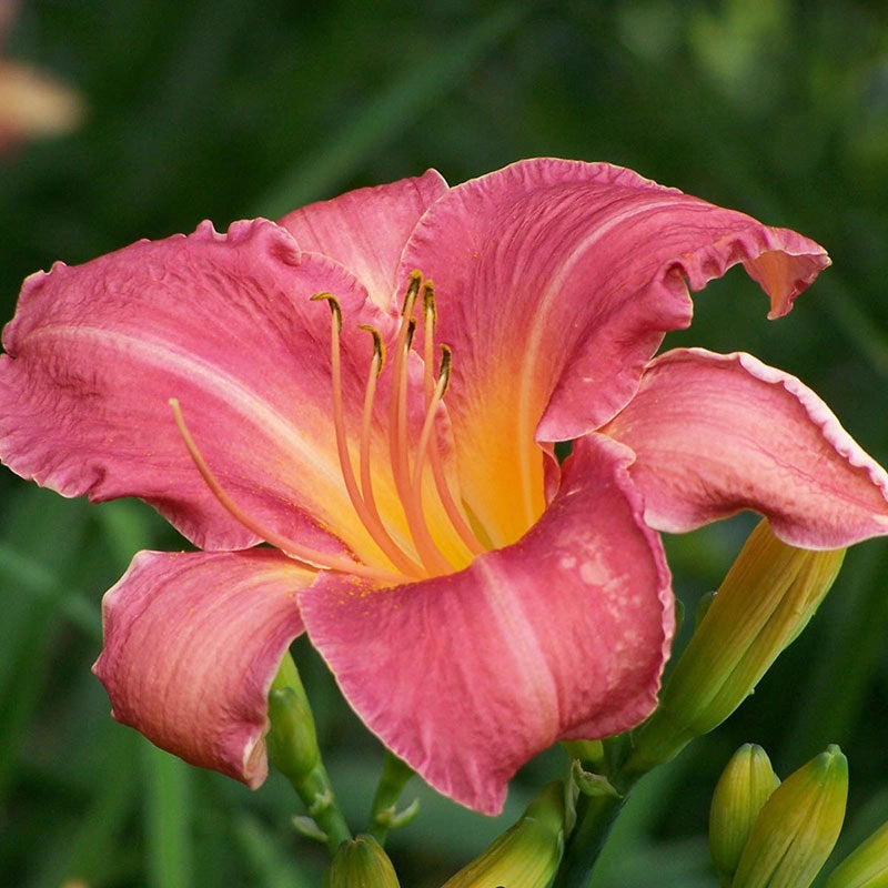 Persian Market Jumbo Daylily