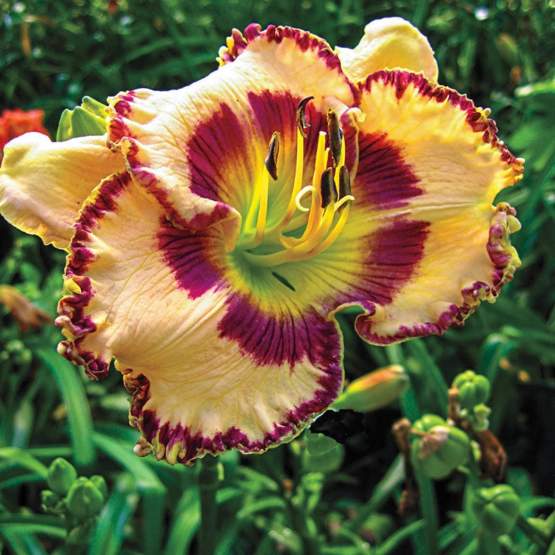 Sink Into Your Eyes Jumbo Daylily