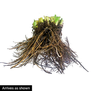 Sink Into Your Eyes Jumbo Daylily