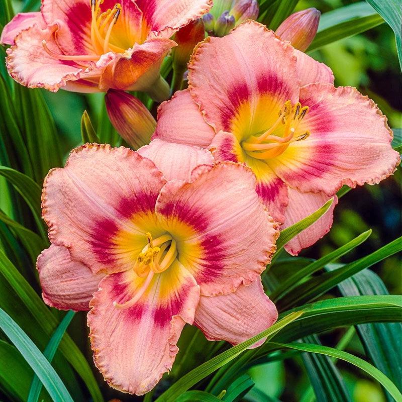 Strawberry Candy Jumbo Daylily