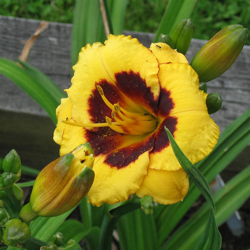 Witches Wink Jumbo Daylily