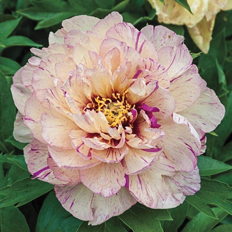 Lollipop Itoh Peony