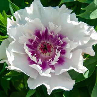 Raggedy Ann Itoh Peony