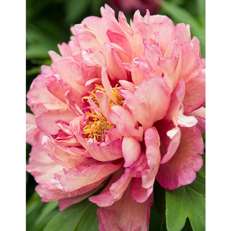 Hillary Itoh Peony