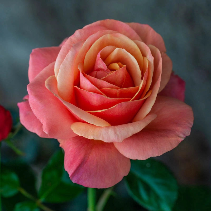 Anna's Promise Grandiflora Rose - Downton Abbey Rose| Spring Anna's Promise Grandiflora Rose - Downton Abbey Rose| Spring
