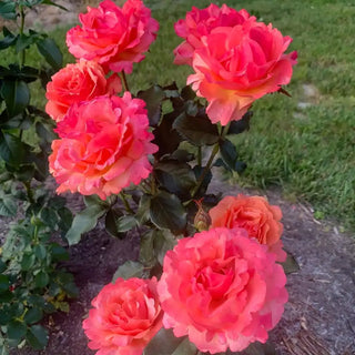 Anna's Promise Grandiflora Rose