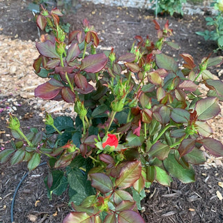 Anna's Promise Grandiflora Rose