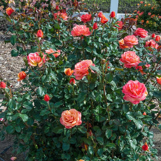 Anna's Promise Grandiflora Rose