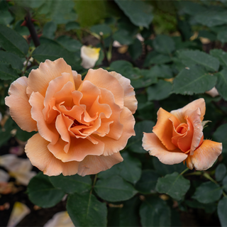 Just Joey Hybrid Tea Rose