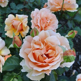 Just Joey Hybrid Tea Rose