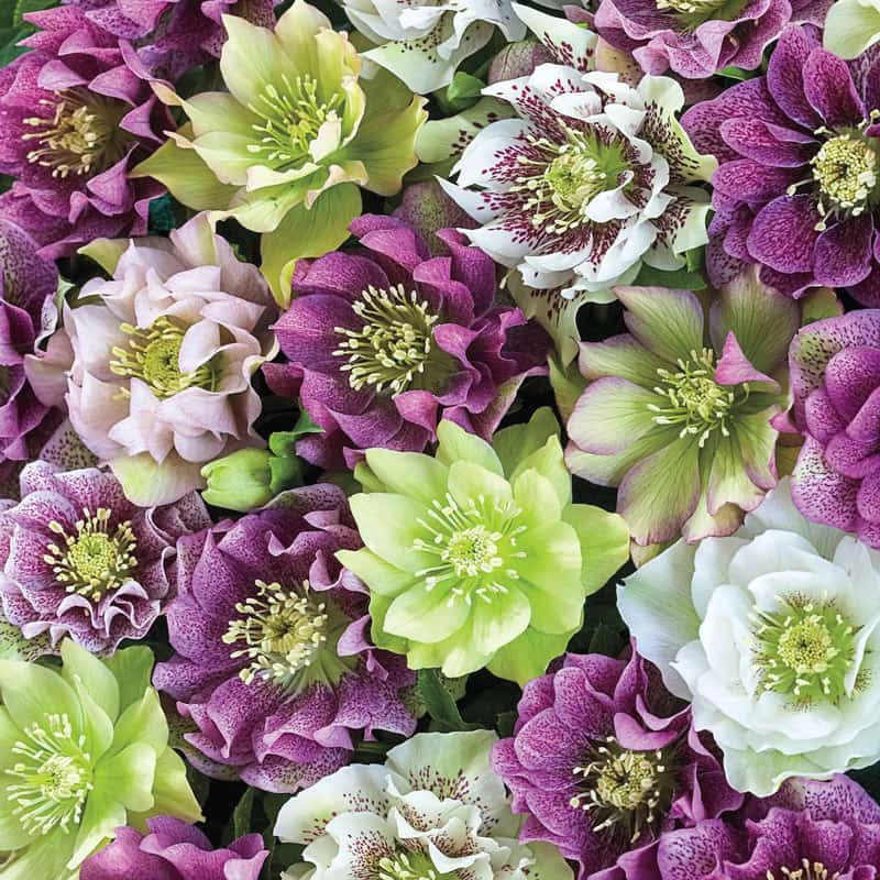 Our Choice Double Lenten Rose