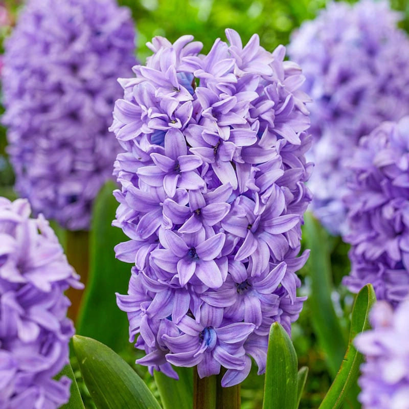 Caribbean Dream Hyacinth