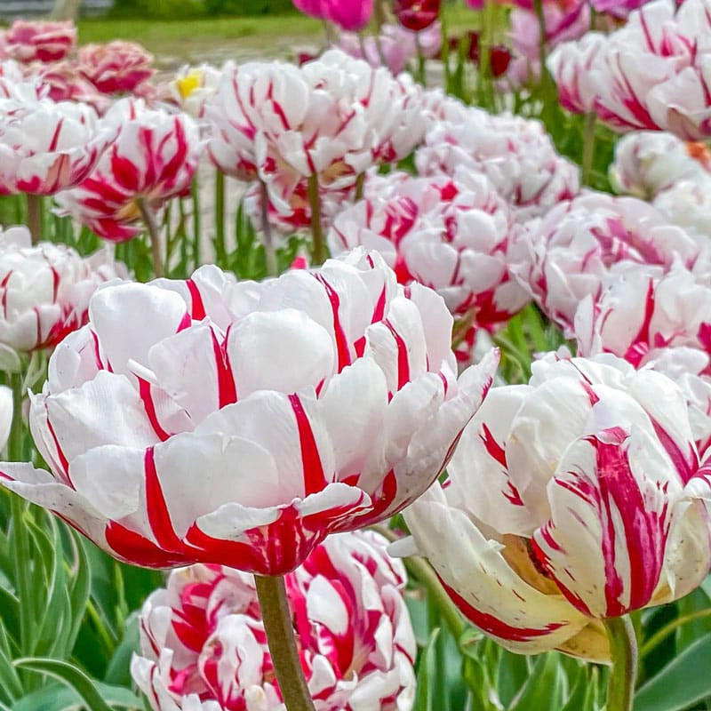 Carnaval De Nice Double Late Tulip