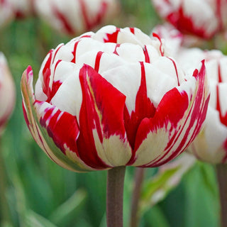 Carnaval De Nice Double Late Tulip