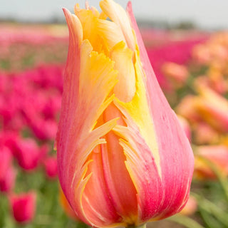Flaming Memory Tulip