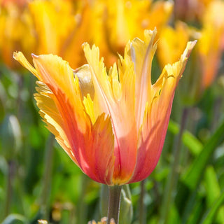 Flaming Memory Tulip