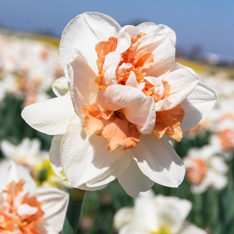 My Story Double Daffodil