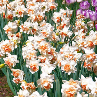 My Story Double Daffodil