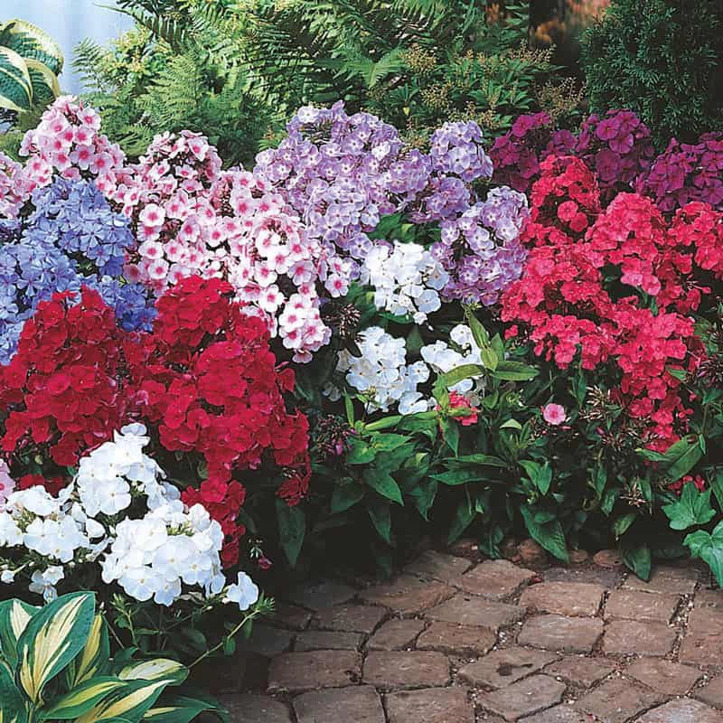 Summer Glow Tall Phlox Collection