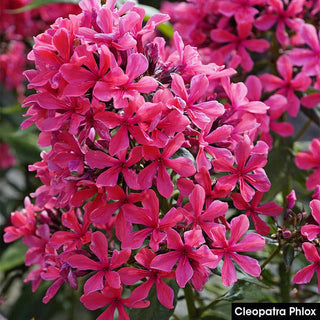 Summer Glow Tall Phlox Collection