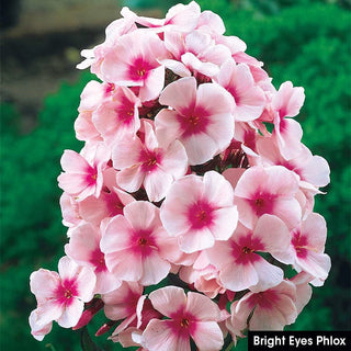Summer Glow Tall Phlox Collection