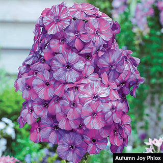 Summer Glow Tall Phlox Collection