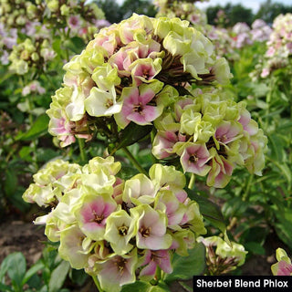 Summer Glow Tall Phlox Collection