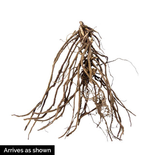 Summer Glow Tall Phlox Collection