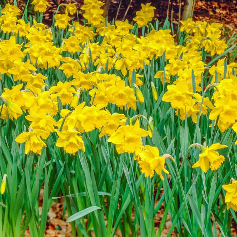 Yellow Naturalizing Daffodils