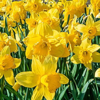 Yellow Naturalizing Daffodils