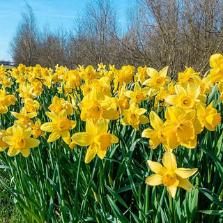 Yellow Naturalizing Daffodils