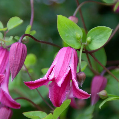 Clematis Etoile Rose