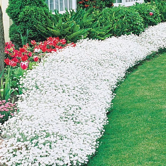 snow in summer flower seeds Snow In Summer - Shop Groundcovers