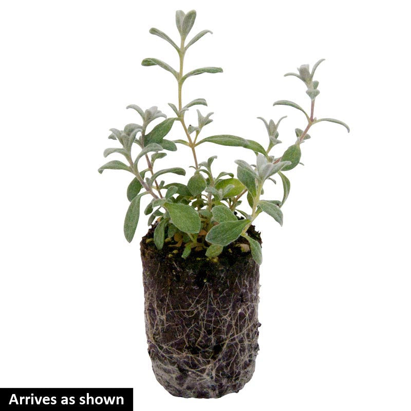 planting snow in summer seeds Snow In Summer - Shop Groundcovers