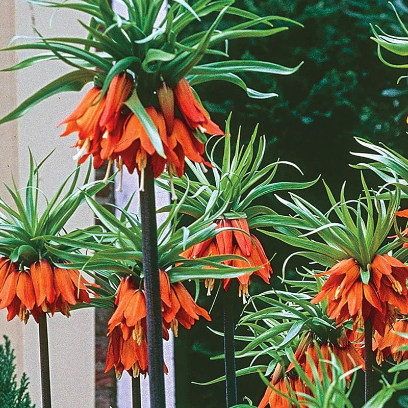 Red Crown Imperial