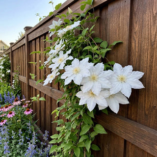 Clematis Saalomon
