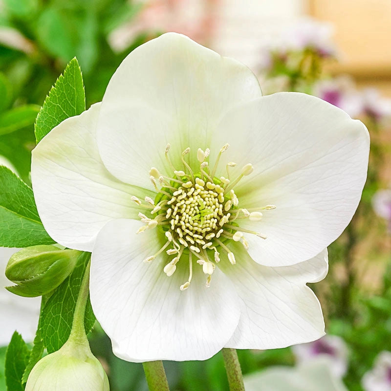 Great White Hellebore