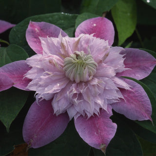 Clematis Josephine