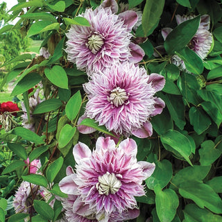 Clematis Josephine