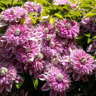 Clematis Josephine