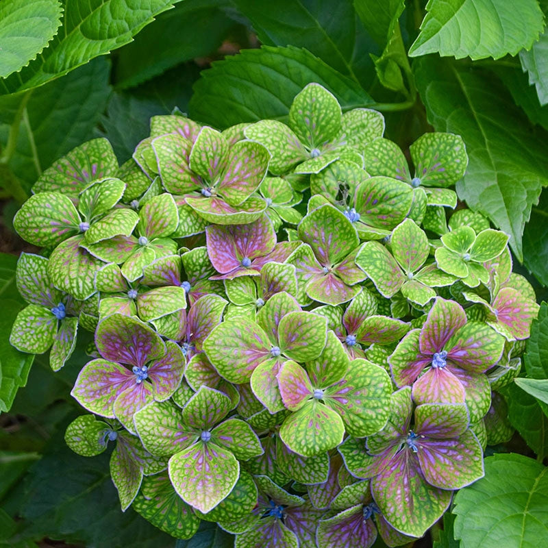 Froggie Bigleaf Hydrangea | Spring Hill – Spring Hill Nursery