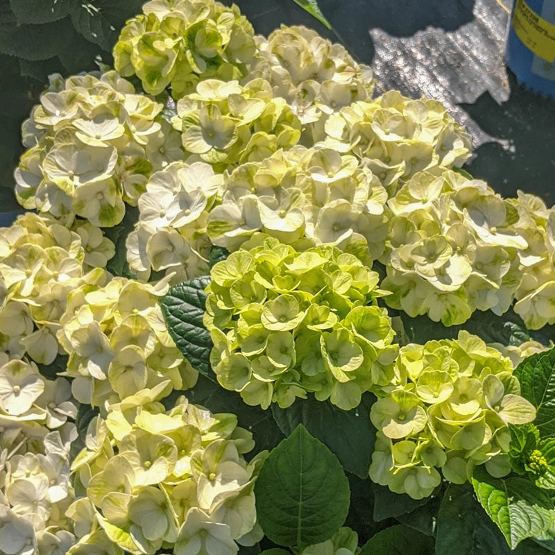 Grin and Tonic Reblooming Hydrangea